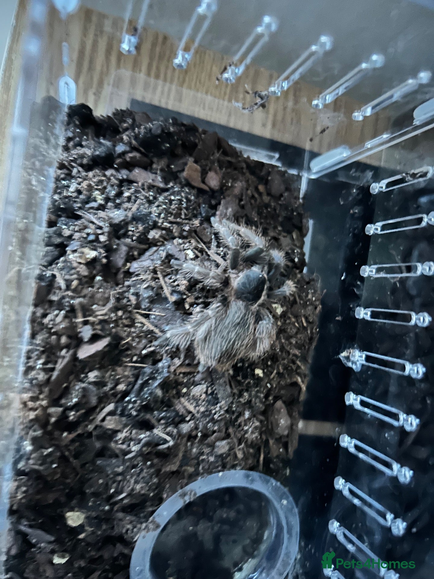 Tarantulas invertebrates Various tarantulas  - Advert 15