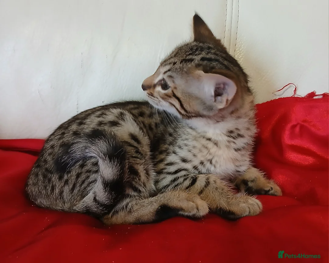 Savannah cats for sale: Highly spotted Savannah kittens  - Advert 7