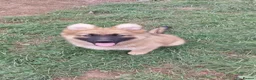 German Shepherd dogs for sale: Stunning babys - Advert 19