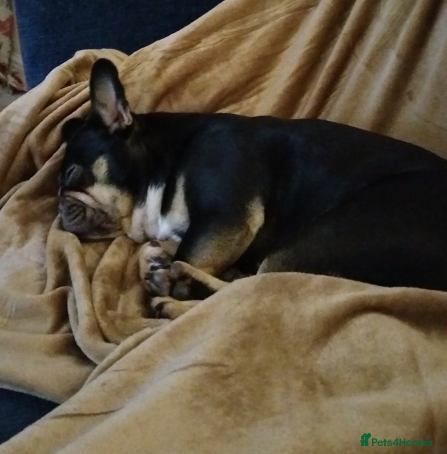 French Bulldog dogs French bulldog  - Advert 1