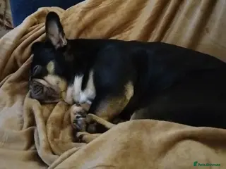 French Bulldog dogs French bulldog - Advert 1