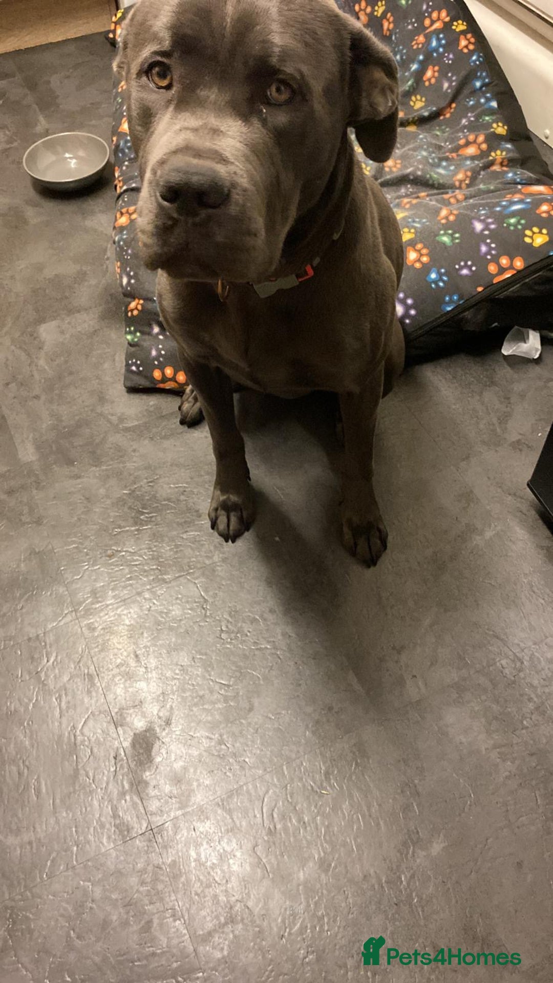 Cane Corso dogs for sale: Rehoming Koa  - Advert 3