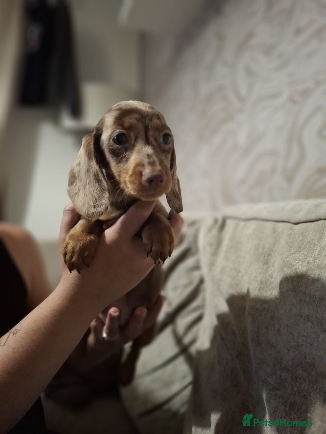 Dachshund dogs for sale: 10 week old dachshund girl dapple - Image 2