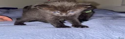 Domestic Shorthair cats for sale: Beautiful domestic shorthairs in Eastbourne - Advert 4