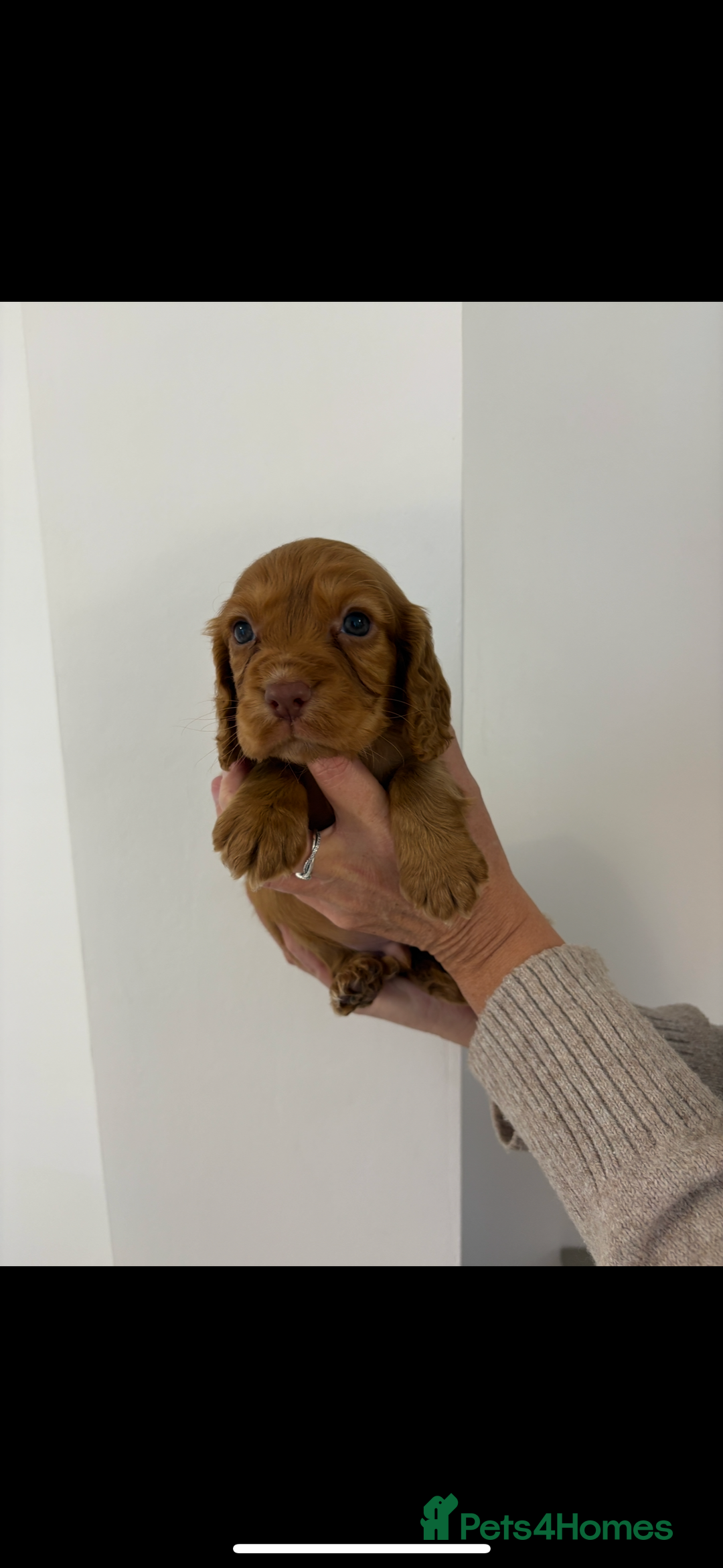 Cocker Spaniel dogs for sale: Gorgeous KC cocker spaniel puppies  - Advert 13
