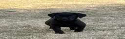 Labrador Retriever dogs for sale: Beautiful Labrador puppies  - Advert 12