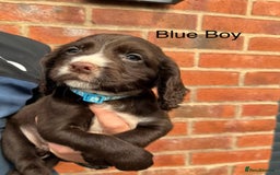 Cocker Spaniel dogs for sale: KC Reg Cocker Spaniel Puppies - Image 8