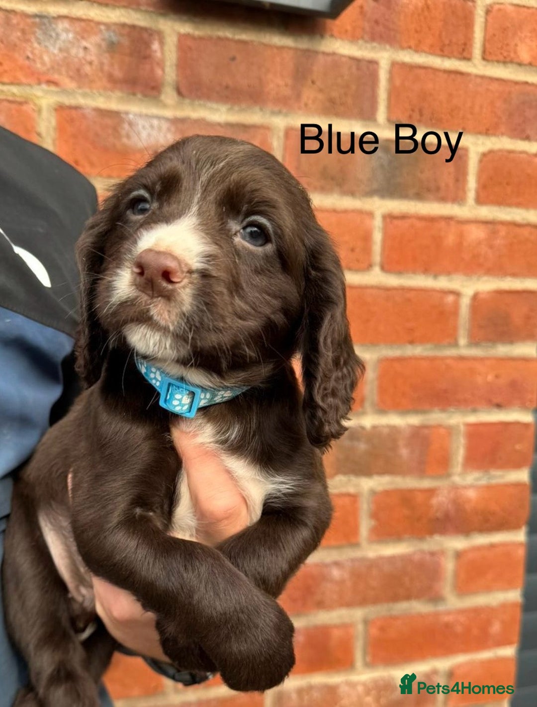 Cocker Spaniel dogs for sale: KC Reg Cocker Spaniel Puppies - Image 8