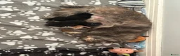 Maine Coon cats for sale: Gorgeous Maine Coon Kittens  - Advert 32