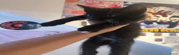 Mixed Breed cats for sale: URGENT sales of two kittens - Advert 8