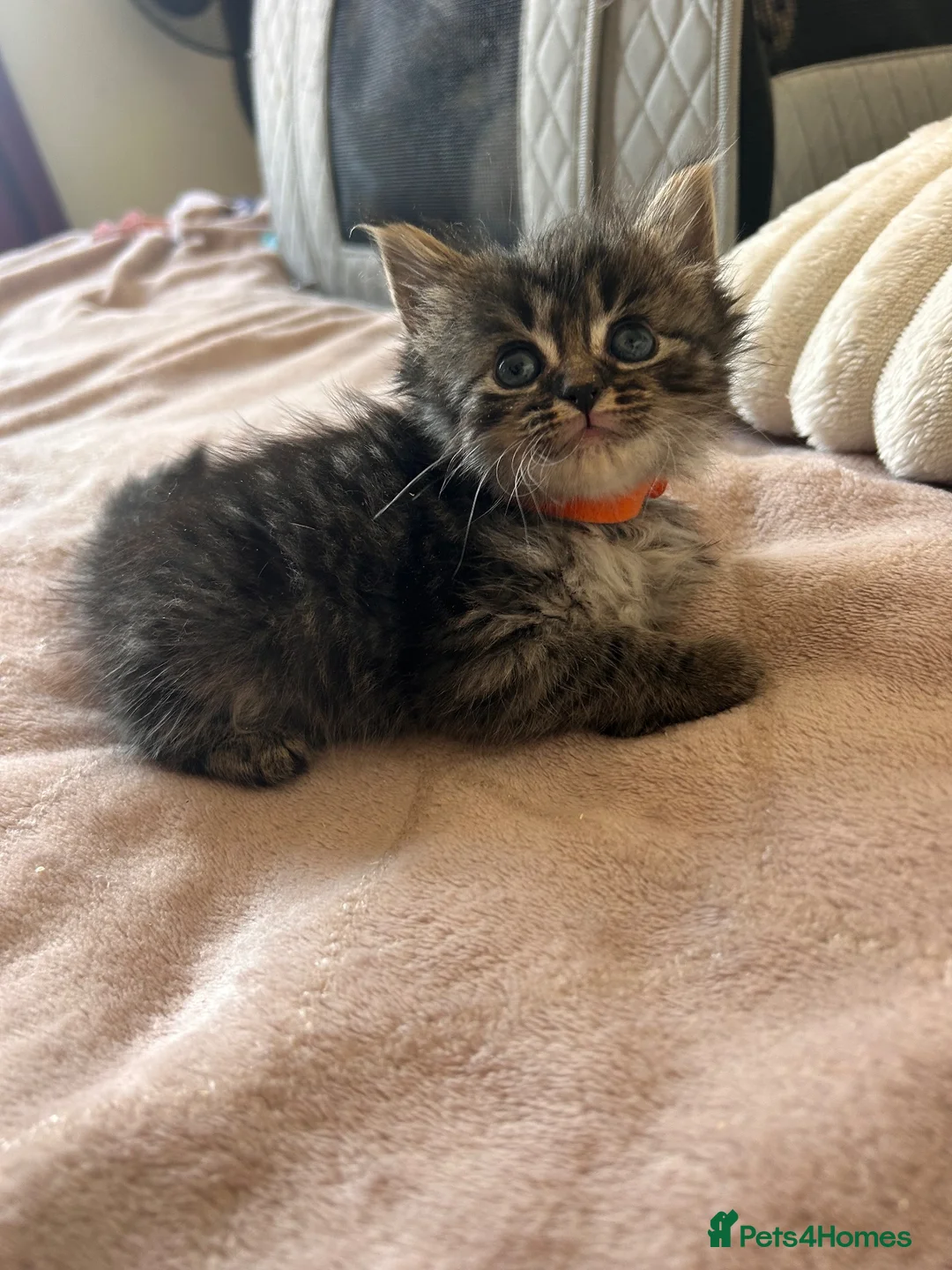 Mixed Breed cats for sale: Reduced last 2 females ragdoll x maincoon  - Advert 38