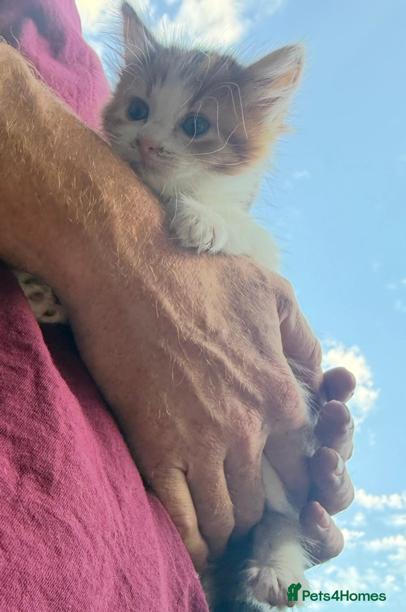 British Longhair cats for sale: adorable British longhair/domestic longhair kitten - Advert 5