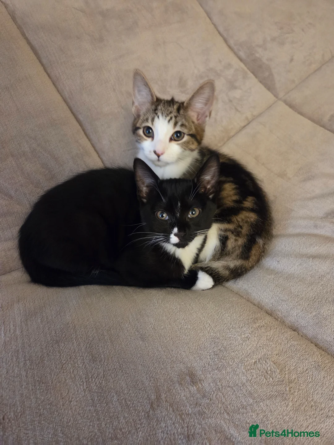 Mixed Breed cats for sale: 2 female kittens - Advert 11