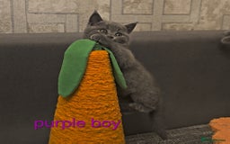 British Shorthair cats for sale: British Blue Shorthair kittens, GCCF pedigree - Image 22