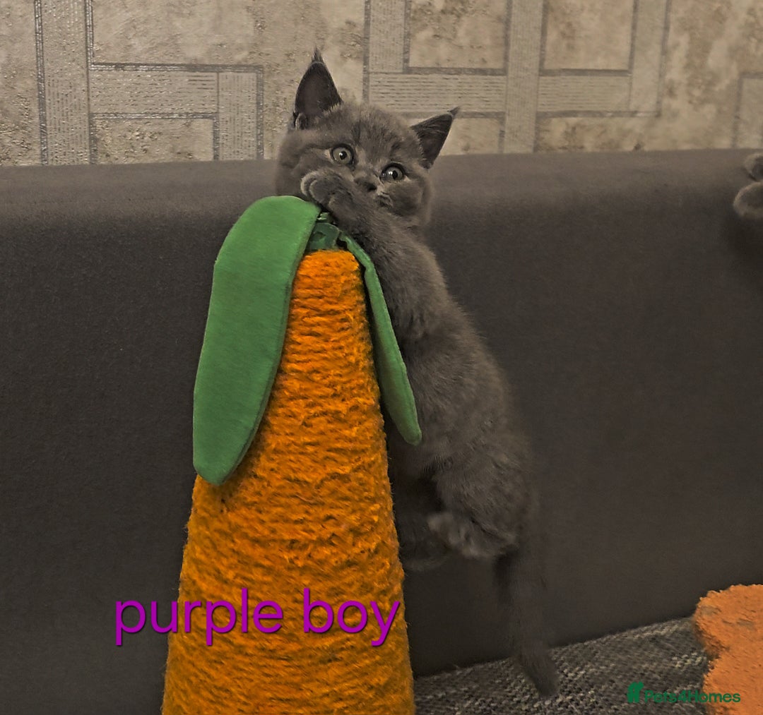 British Shorthair cats for sale: British Blue Shorthair kittens, GCCF pedigree - Image 22