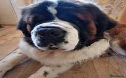 Saint Bernard dogs for stud: Stunning KC reg saint Bernard for stud.  in Chester - Image 14
