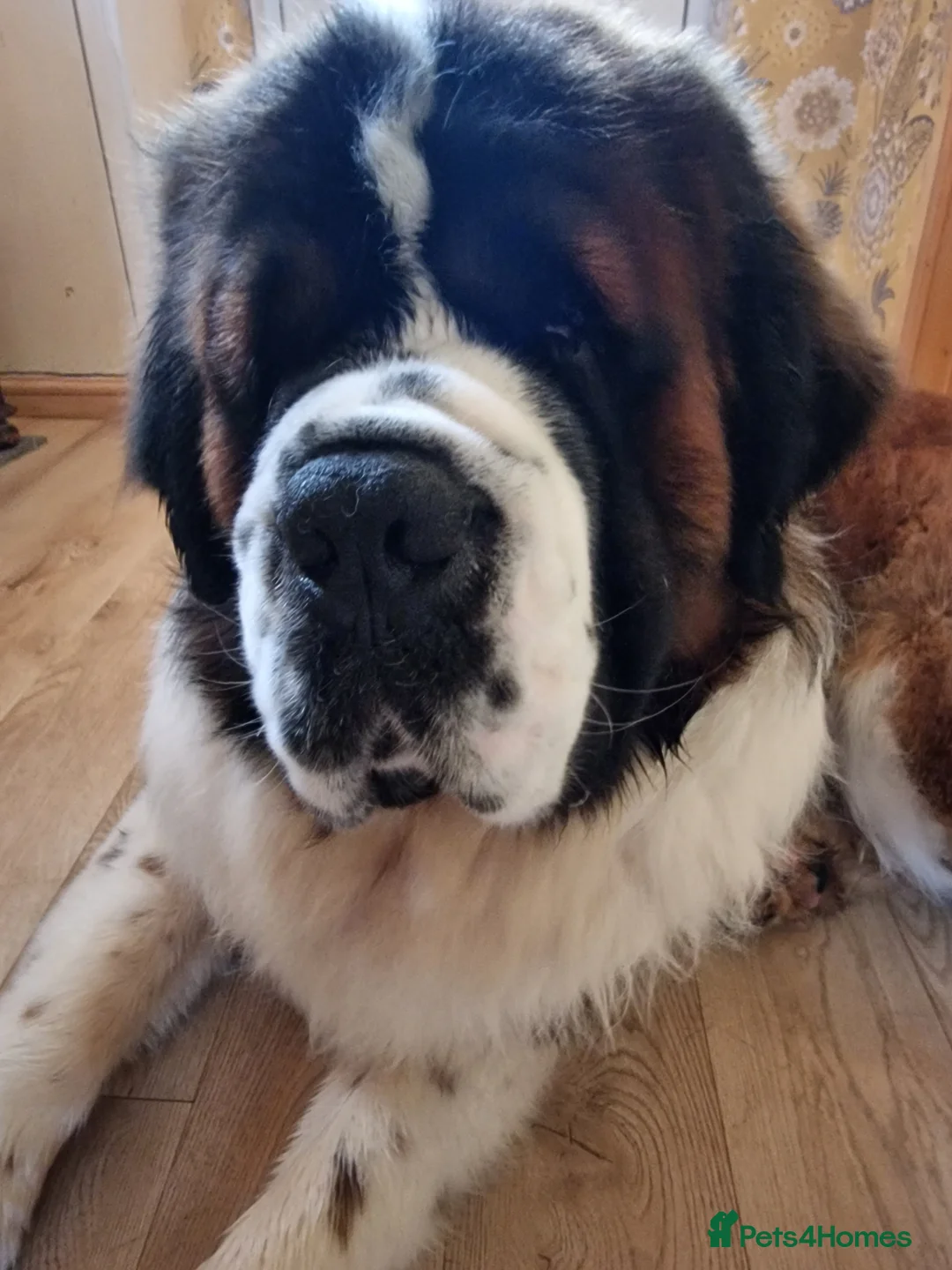 Saint Bernard dogs for stud: Outstanding KC reg saint Bernard for stud.  in Chester - Advert 14