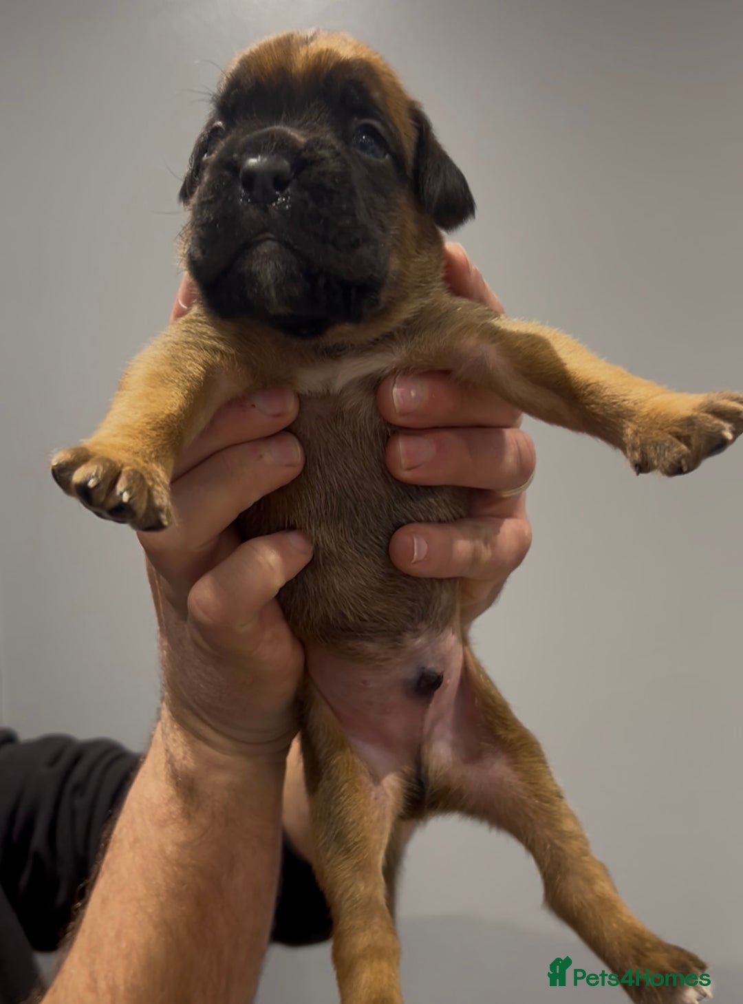 Boxer dogs for sale: 9 Beautiful Boxer Puppies - Pet Only  - Advert 15
