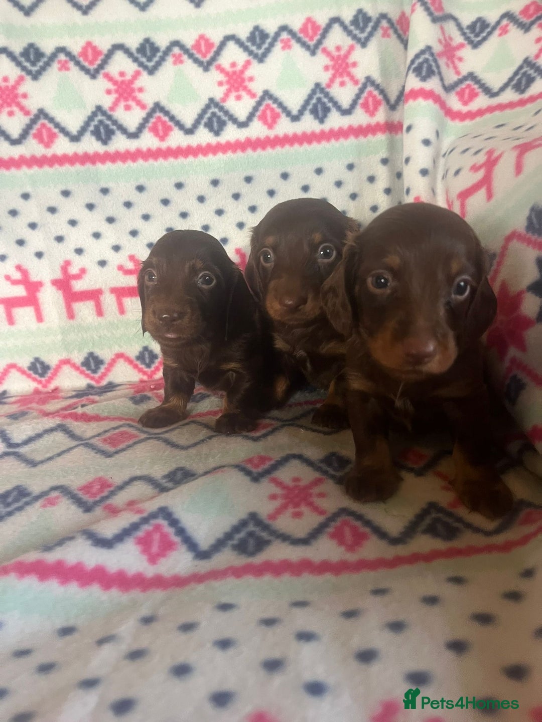 Miniature Dachshund dogs for sale: Miniature dachshund puppies  - Advert 4