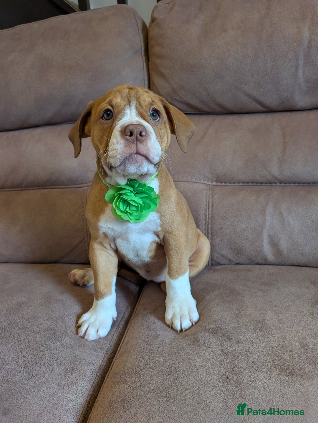 Olde English Bulldogge dogs for sale: 2 females left! - OEB Puppies NEBBR ✅ 3rd Gen - Image 27