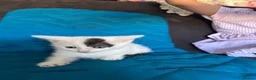 American Shorthair cats for sale: American shorthair babies  - Advert 12