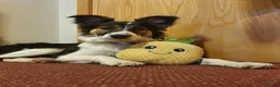 Border Collie dogs for sale: Border Collie - Advert 23