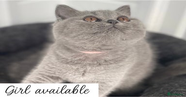 British Shorthair cats - Advert 2