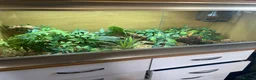 Corn Snake reptiles for sale: Anery corn snake with full enclosure  - Advert 8