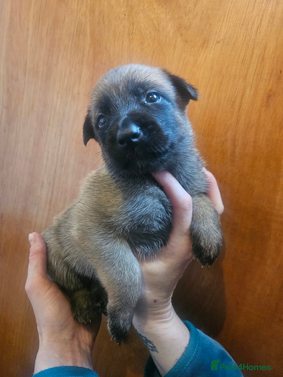 Belgian Shepherd Dog dogs for sale: Belgium Malinos shepard puppys - Image 13