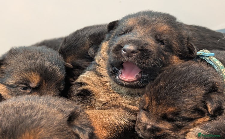 German Shepherd dogs - Advert 10