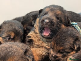 German Shepherd dogs - Advert 7