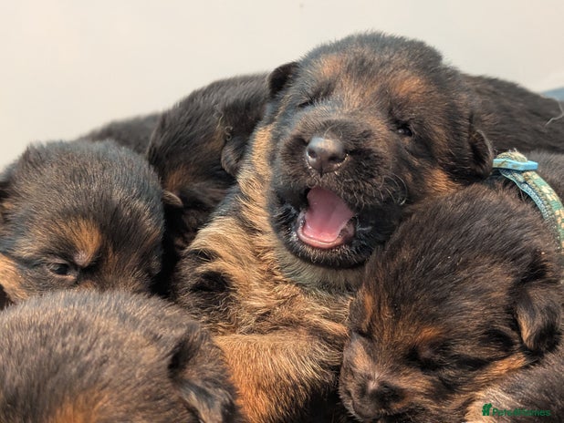 German Shepherd dogs - Advert 10