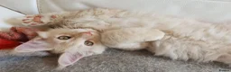 Maine Coon cats for sale: TICA Reg 2 Pure Bread Maine coon kittens - Advert 20