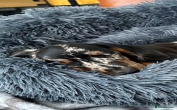 Miniature Dachshund dogs for sale: Cheeky chappie looking for forever home - Image 2