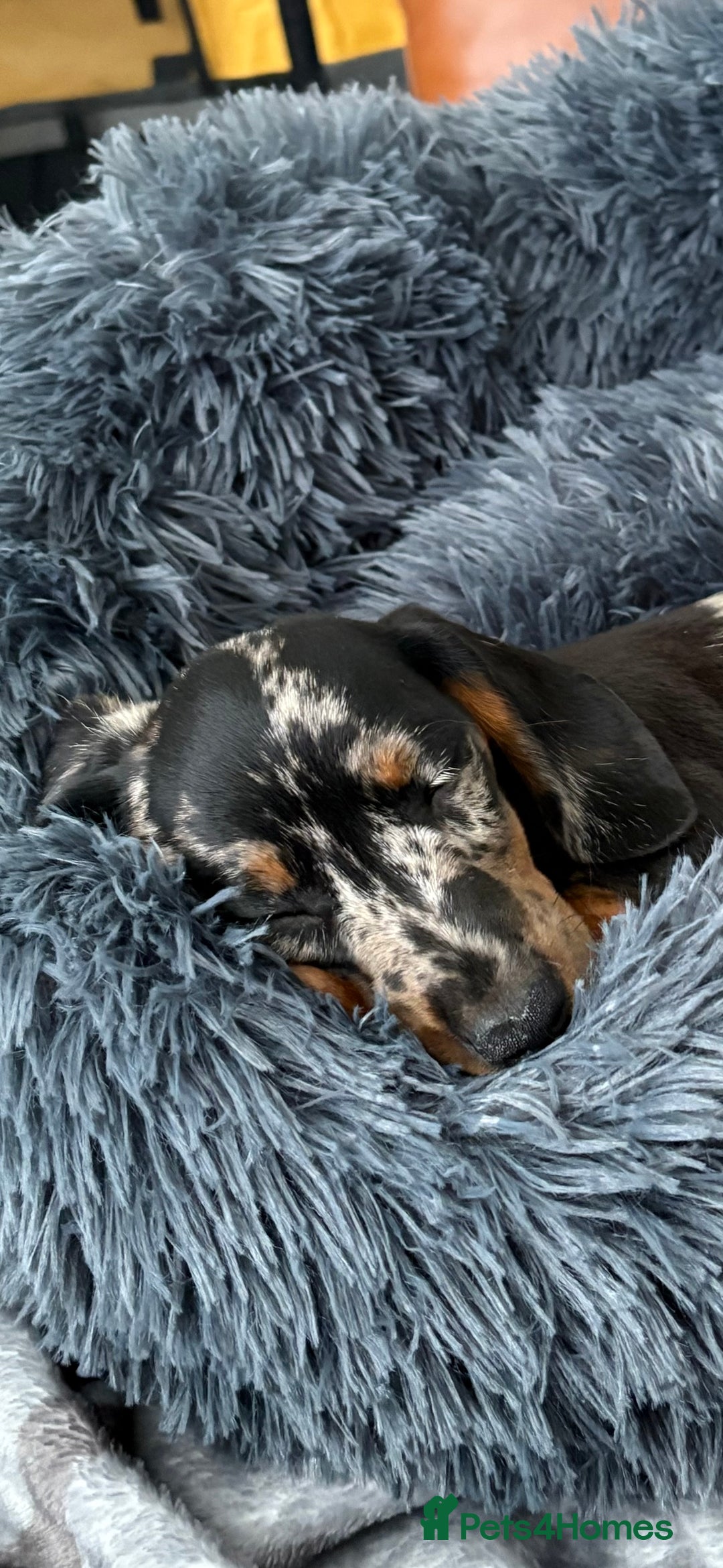 Miniature Dachshund dogs for sale: Cheeky chappie looking for forever home - Image 2
