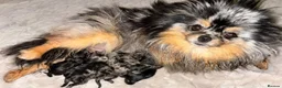 Pomeranian dogs for sale: Pomeranian puppies  in Glasgow - Advert 3