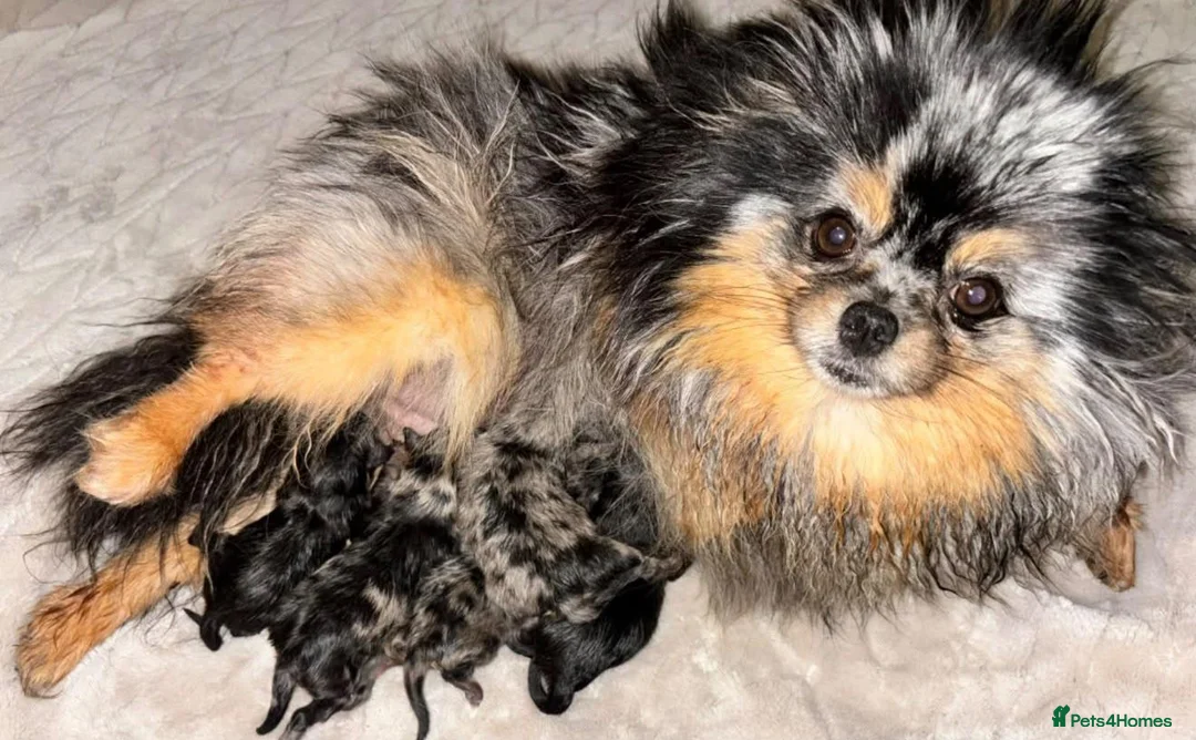 Pomeranian dogs for sale: Pomeranian puppies  in Glasgow - Advert 3