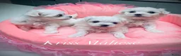 Maltese dogs for sale: ✨Outstanding kc registered Korean Maltese puppies✨ - Advert 6