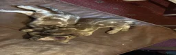 Bengal cats for sale: 🐾 Stunning TICA Registered Bengal Kittens 🐾 - Advert 12