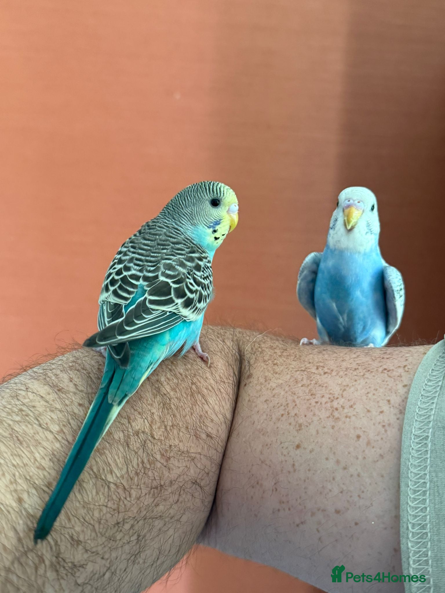 Budgerigars birds Two Budgies for Sale 🦜 - Advert 12