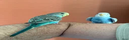 Budgerigars birds for sale: Two Budgies for Sale 🦜 in Nottingham - Advert 1