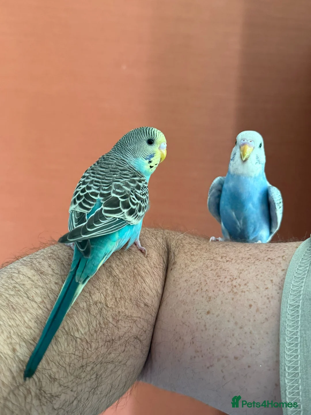 Budgerigars birds for sale: Two Budgies for Sale 🦜 in Nottingham - Advert 1