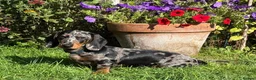 Miniature Dachshund dogs for sale: 4 stunning minature dachshund puppies.  - Advert 3