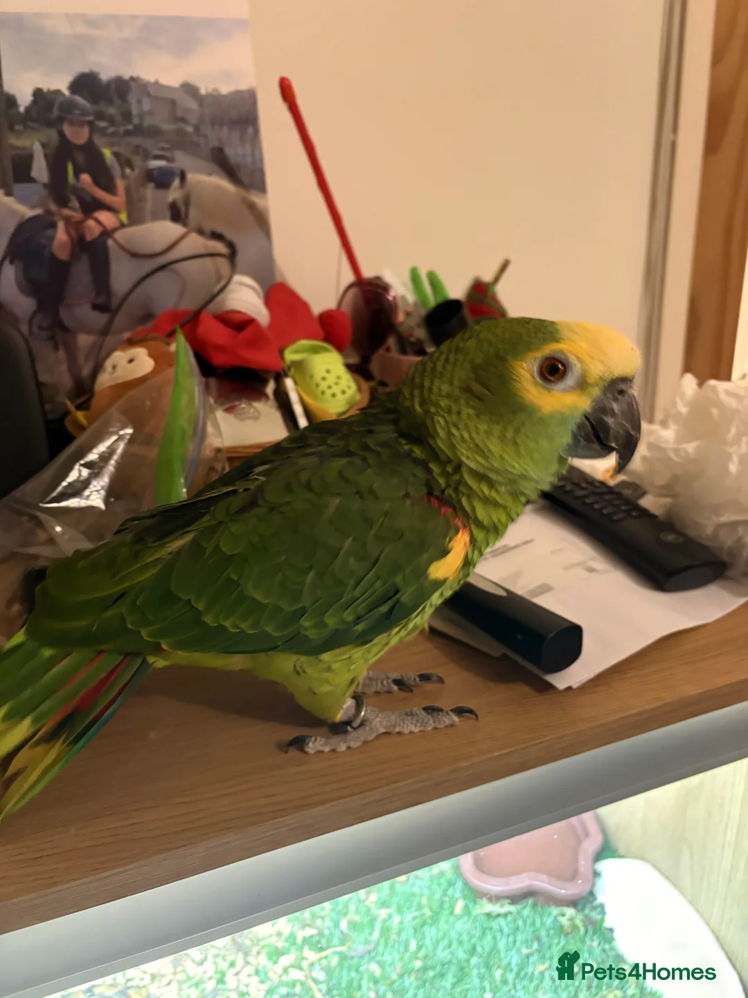 Parrots birds for sale: Blue Fronted Amazon parrot in Axminster - Advert 5