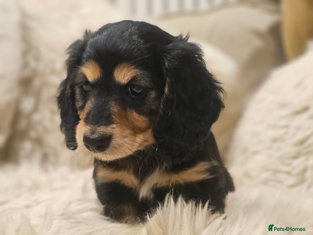 Miniature Dachshund dogs for sale: Longhairedd miniature dachshunds  - Image 11