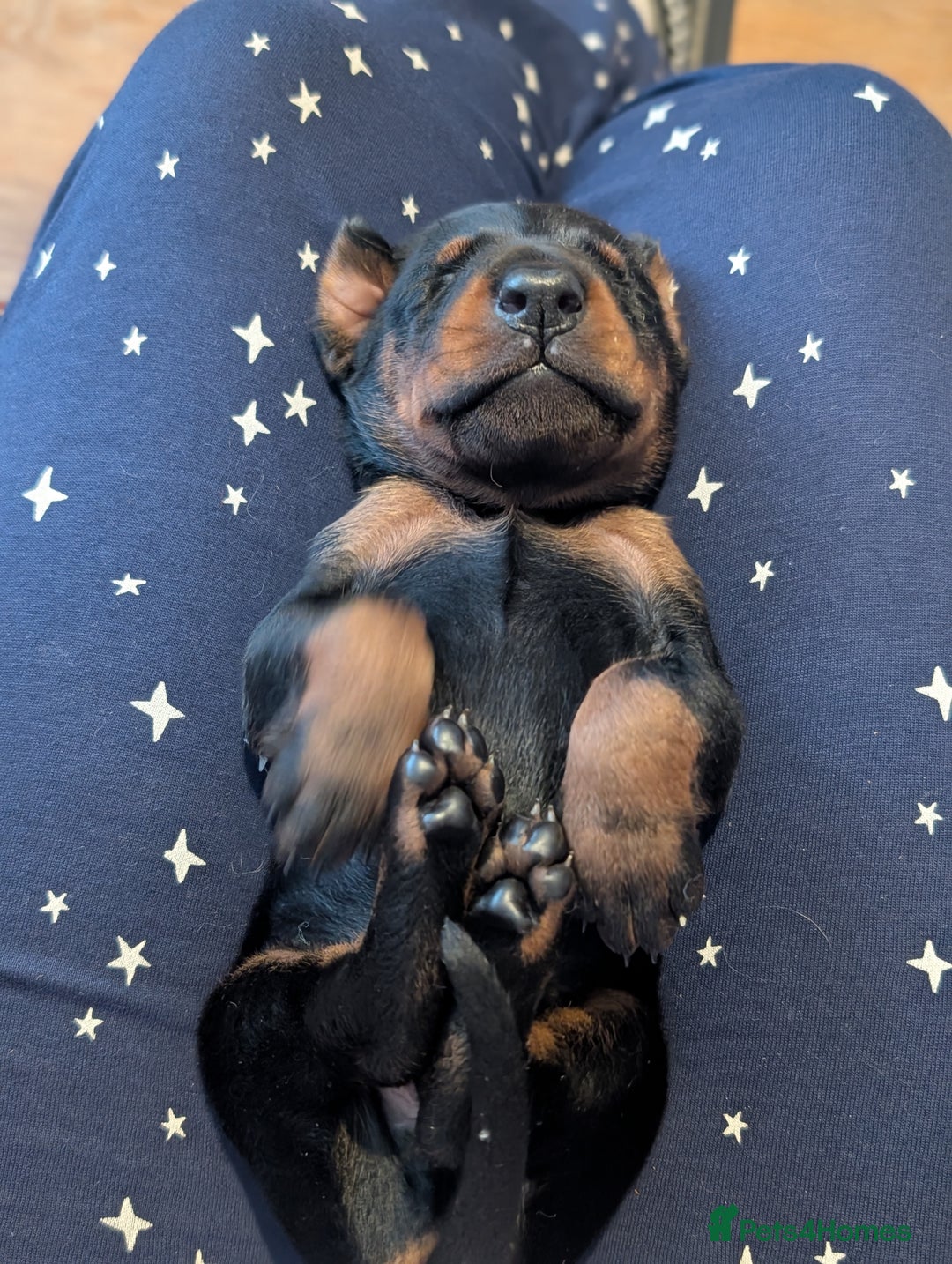 Dobermann dogs for sale: Doberman puppies  - Image 15