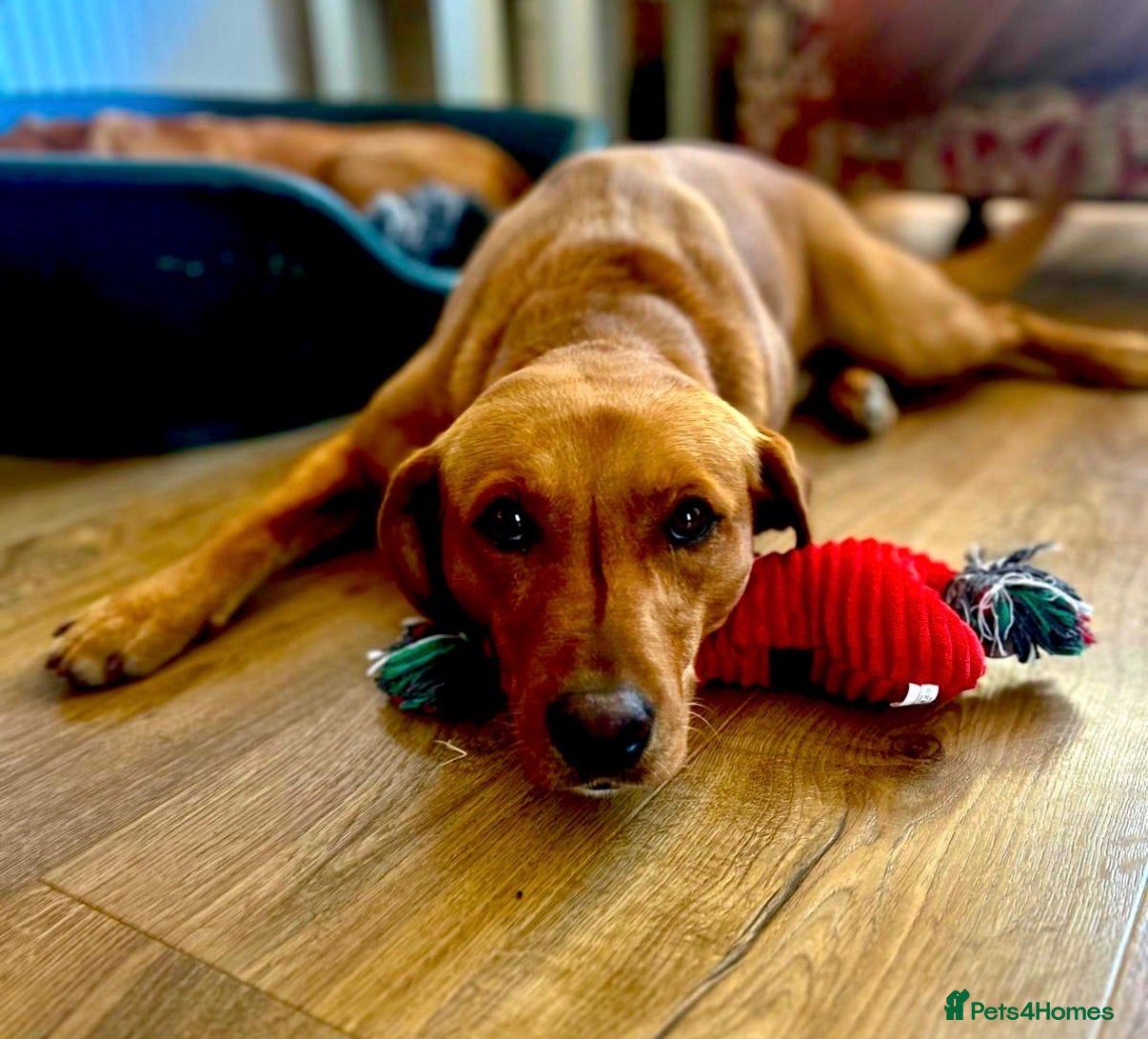 Labrador Retriever dogs KC FTCH WORKING FOX RED LABRADOR’S - Advert 2