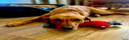 Labrador Retriever dogs for sale: KC FTCH WORKING FOX RED LABRADOR’S - Advert 2