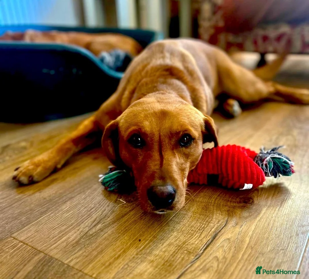 Labrador Retriever dogs for sale: KC FTCH WORKING FOX RED LABRADOR’S - Advert 2
