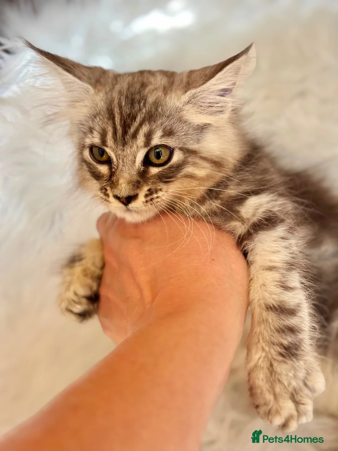 Maine Coon cats for sale: Maine coon kittens fluffy cuddly kittens - Advert 2